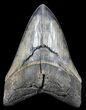 Serrated, Fossil Megalodon Tooth - Beautiful Monster #56467-1